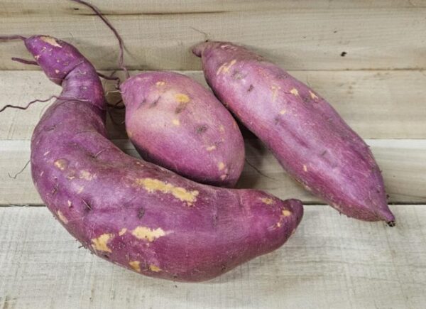 20260913_160746 Sweet Potatoes