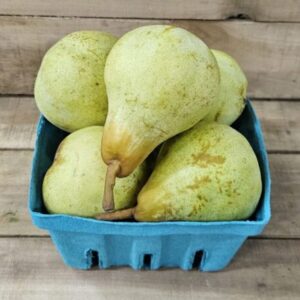 Basket of ripe green pears on wood. Basket of ripe green pears on wood.
