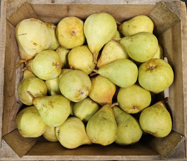 Wooden box overflowing with ripe green pears.