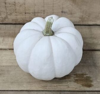 20260927_170256 Small Decorative Pumpkins