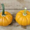 20260927_170308 Small Decorative Pumpkins