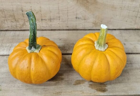 20260927_170308 Small Decorative Pumpkins
