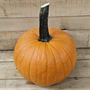 20260927_170819 Field Trip Pumpkin