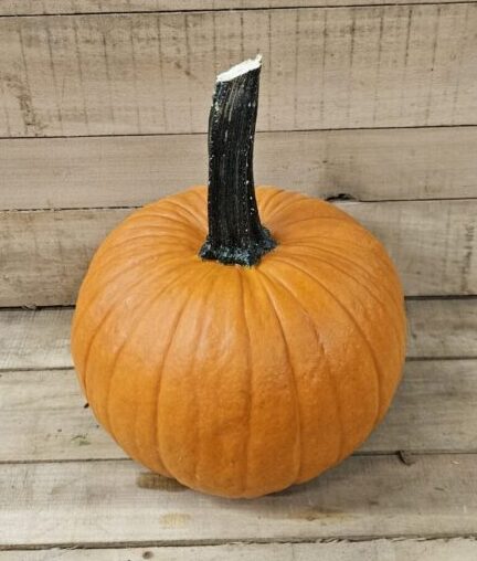 20260927_170819 Field Trip Pumpkin