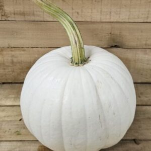 20260927_170831 Lumina Pumpkins