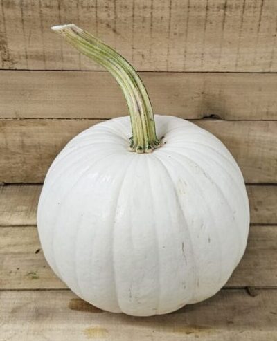 20260927_170831 Lumina Pumpkins