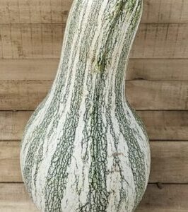 Cushaw Squash