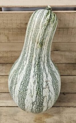 20260927_170931 Cushaw Squash