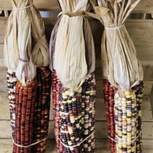 20261005_140337 Decorative Corn