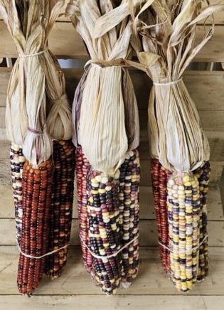 20261005_140337 Decorative Corn